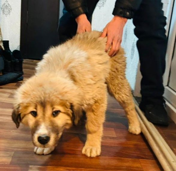 Тобет еркек кушик сатылады