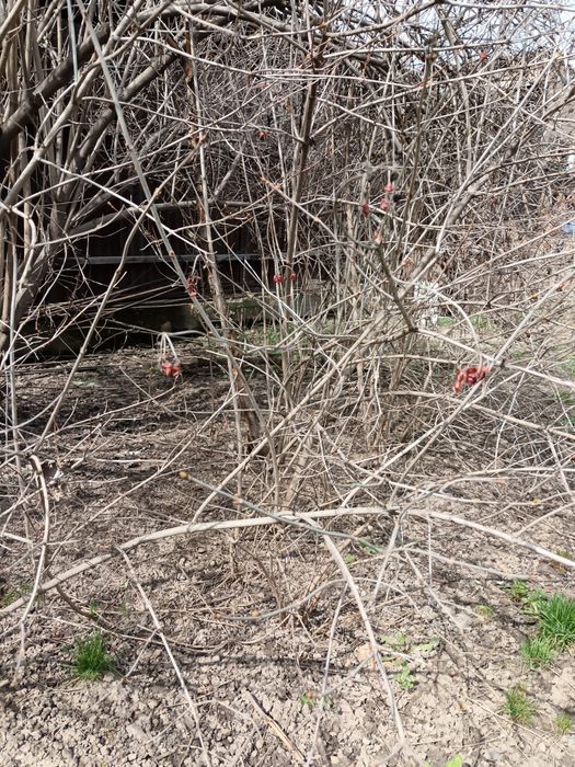 Продам саженцы калины