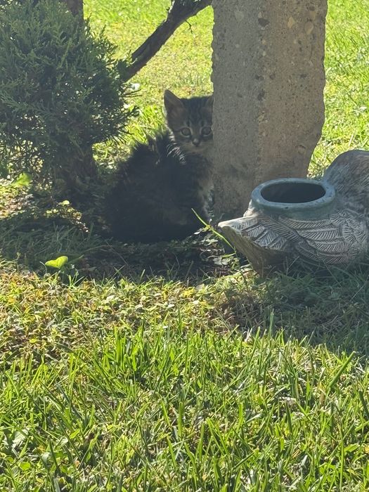 Подаряват се две котенца