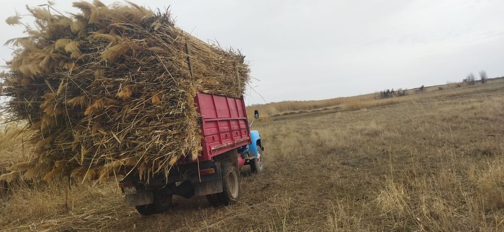 Қамыс 260 даставка