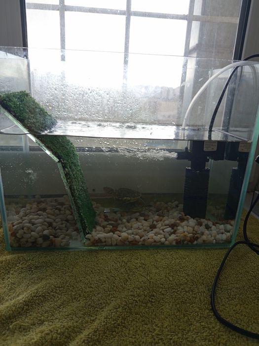 Краснаухая черепаха Срочно!!!