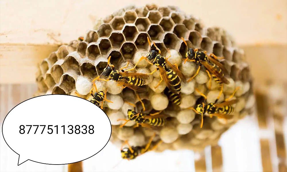 Настоящие осиные гнезда пишите на ватсап