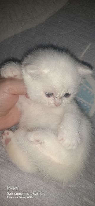 Миленькие белые котята мальчики и девочки