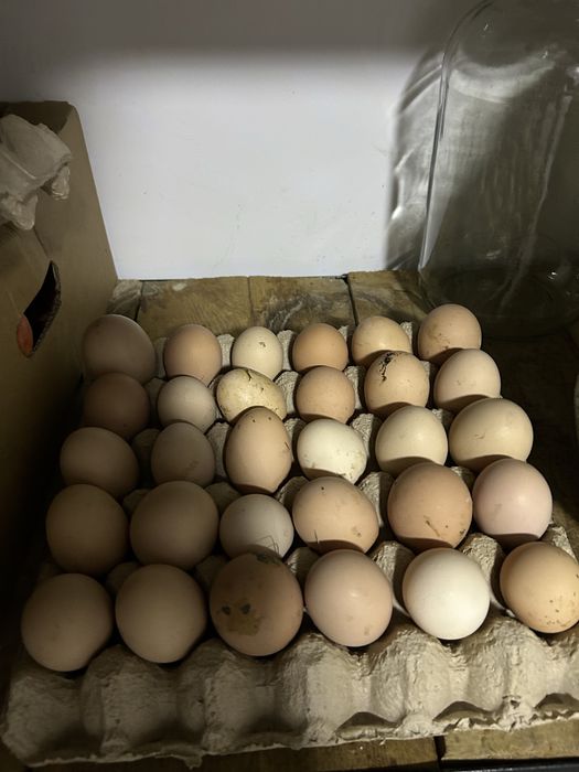 Oua Gaina De Vanzare