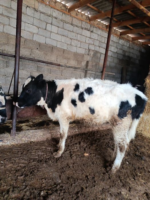 Ургашы буқа сатылады