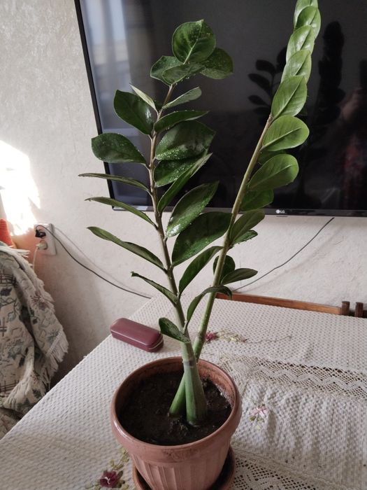 Долларовое дерево замиокулькас