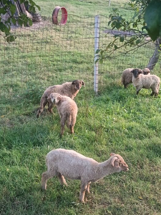 vând miei de ținut