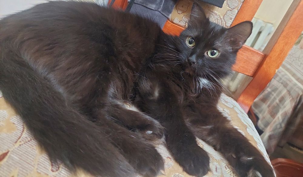 Отдадим чёрную пантеру!