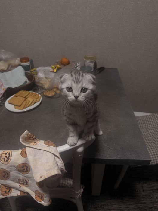 Котенок 3 месяца скоттиш фолд