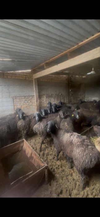 Қой сатылады