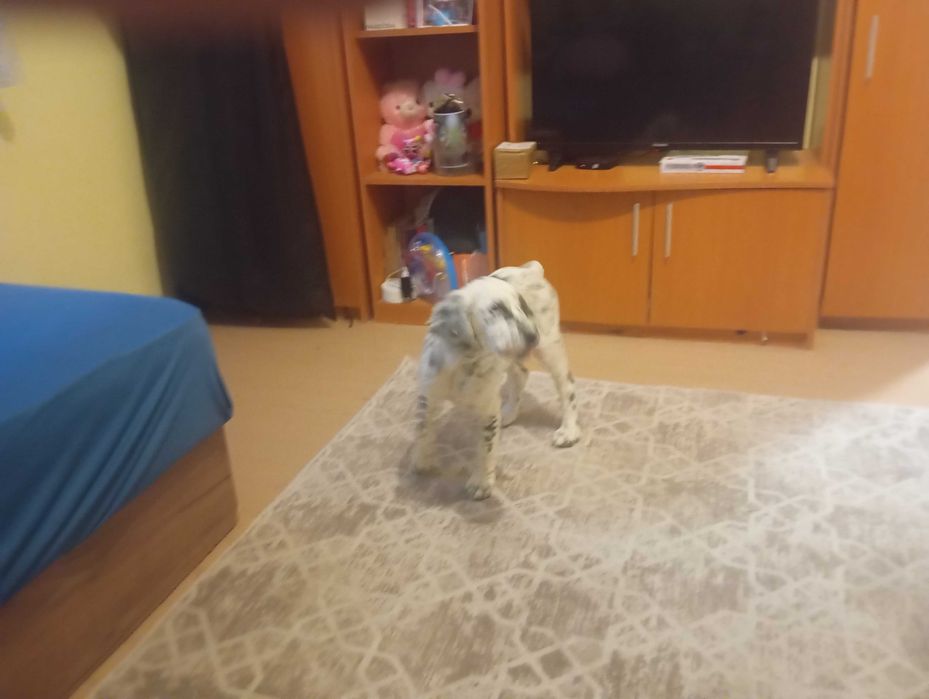 Свободно сетерче