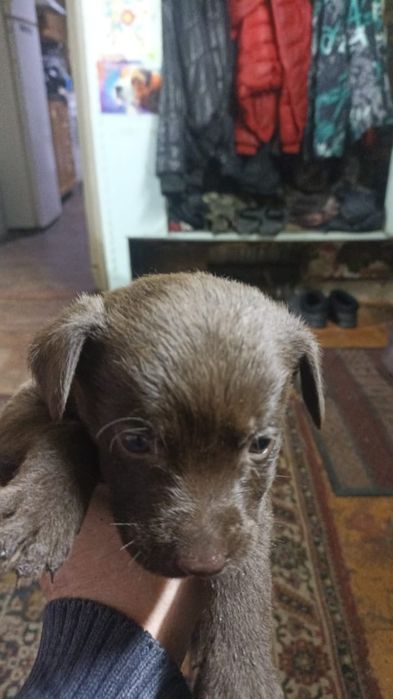 Продам щенков лабрадора