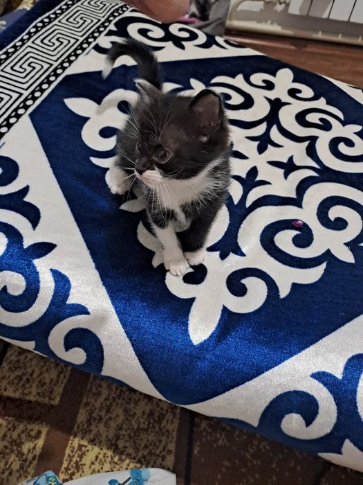 Кот мысык кошка которая котик кошка