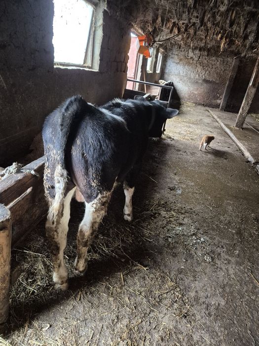 Pentru vanzare 2 taurasi!