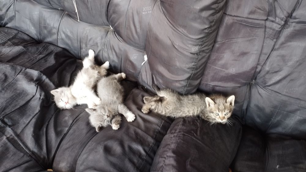 Котята смесь британской