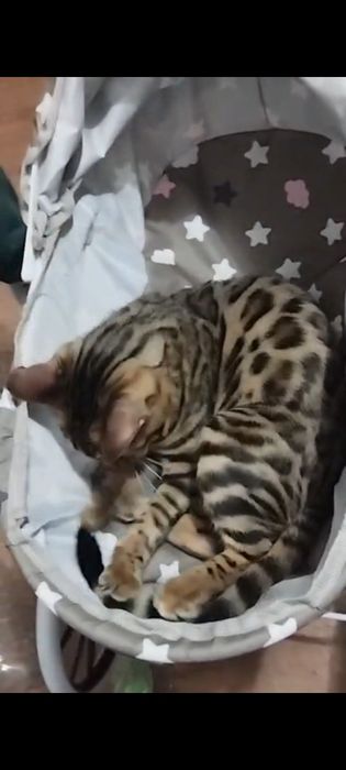 Кошечка бенгальская