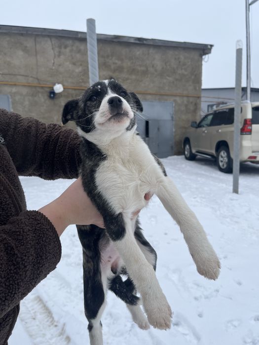 Отдам щенят в хорошие руки