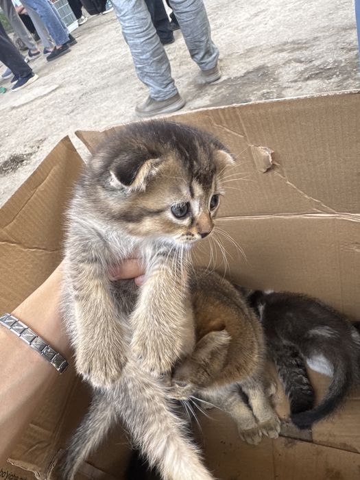 Кошки Шилшила,Британские