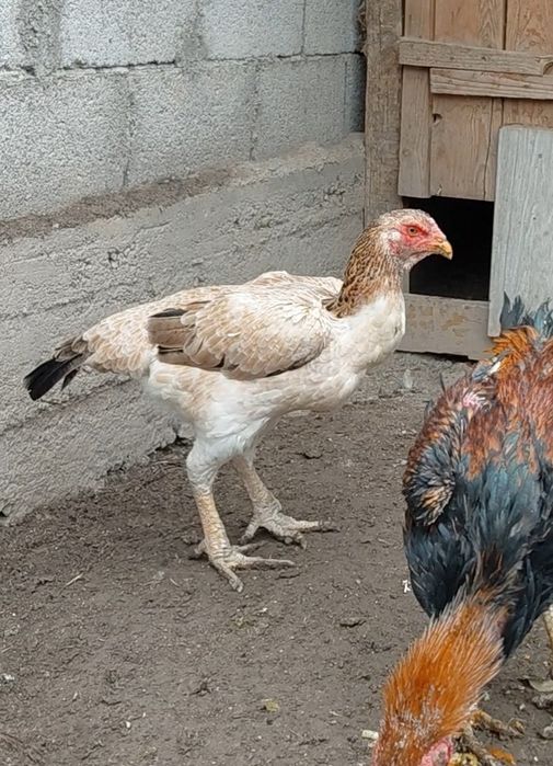 Дакан тауық сатылады