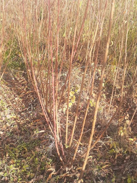 Хар хил мевали дарахт кучатлари сотилади