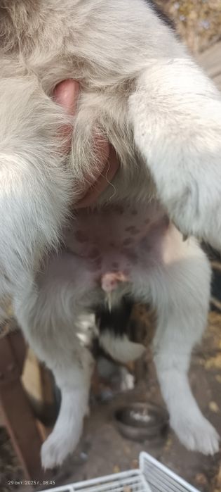 Одам щенят щенят