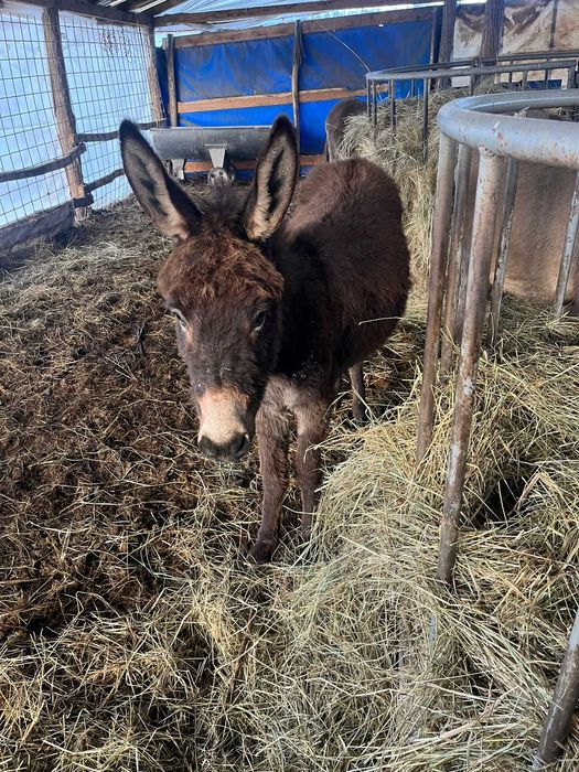 Vand magarite,manze tinere