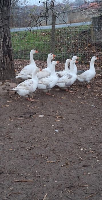 Vând gâște  tinere