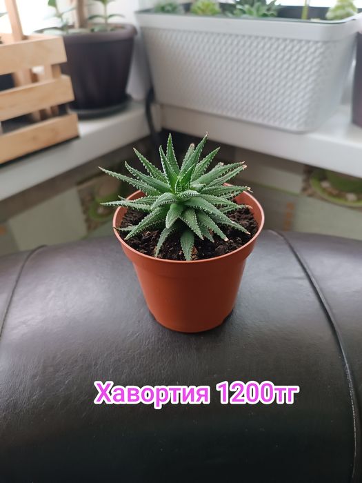 Комнатные цветы суккуленты