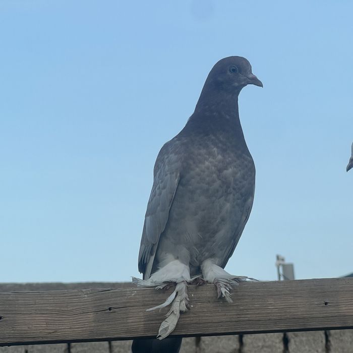 Кептер балапандары сатылады