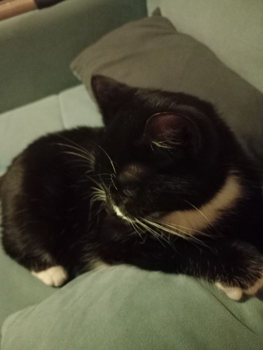 Отдам даром кошечку