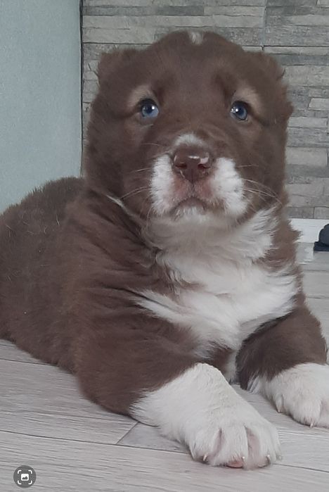 Продам щенка алабая