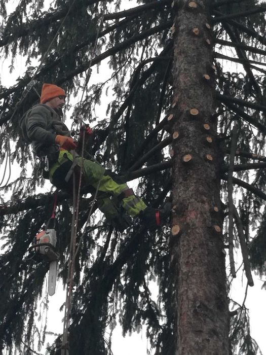 Рязане на опасни дървета