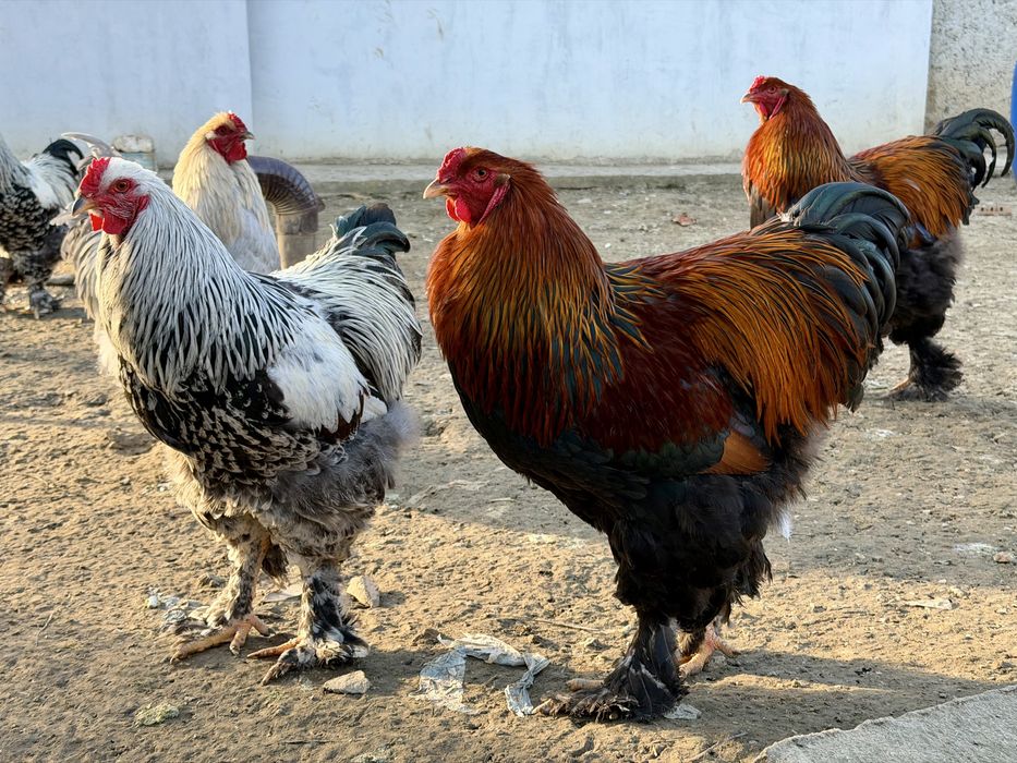 Млади петли брама