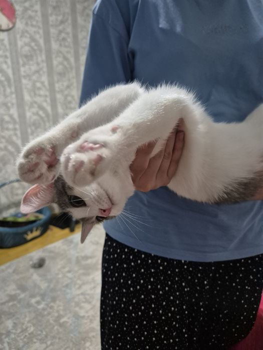 Котёнка бесплатно отдам