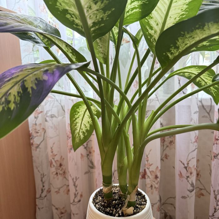 Продам шикарную Диффенбахию