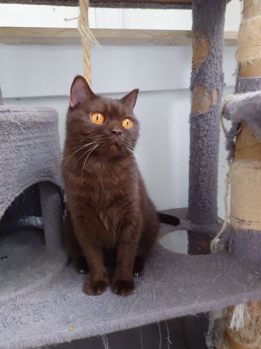 British shorhair chocolate cu pedigree