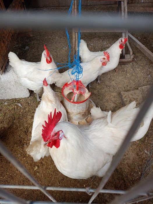 Ouă de incubat găini din rasa La Bresse