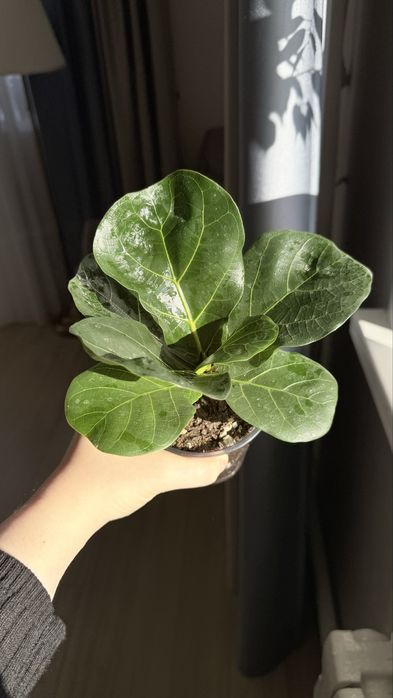 Продам фикусы разные