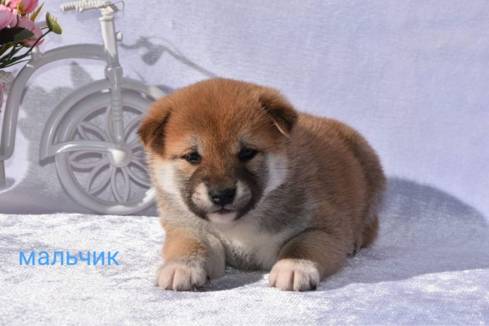 Японские сибочки