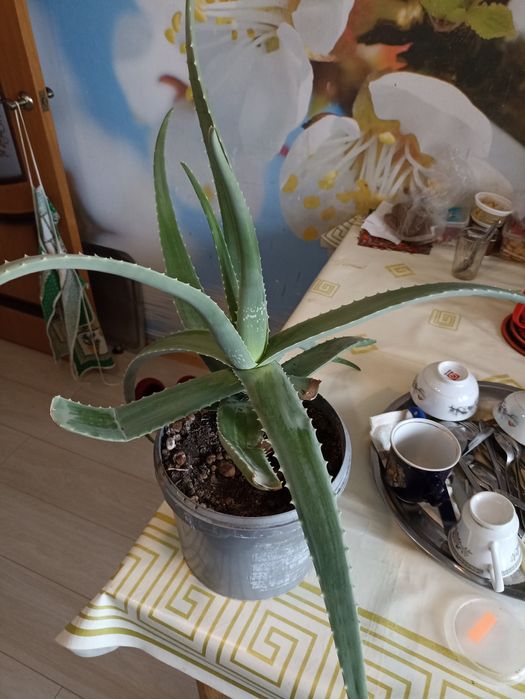 Продам Алоэ Вера с горшком