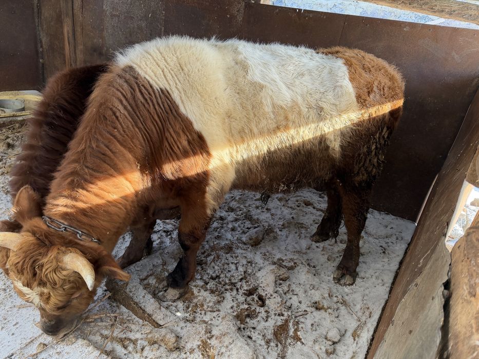 Продам быка симментал