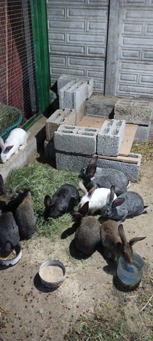 Продам кроликов молодых.