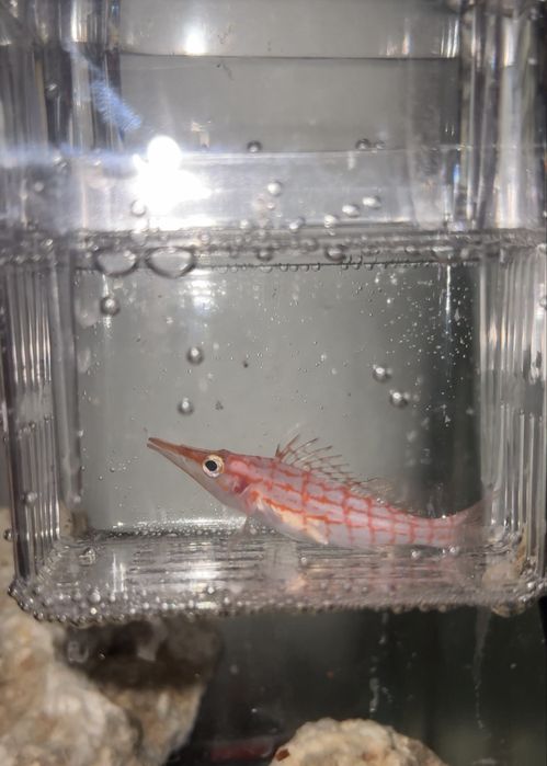 кораллы и морская рыба