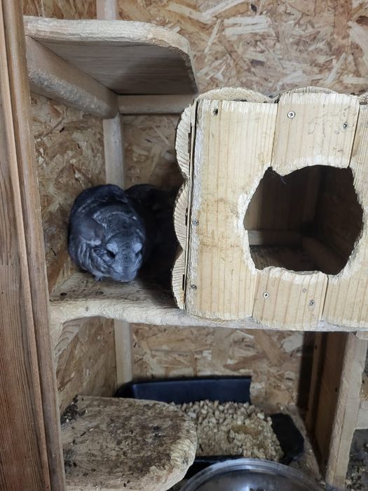 Срочно продам шиншилл.