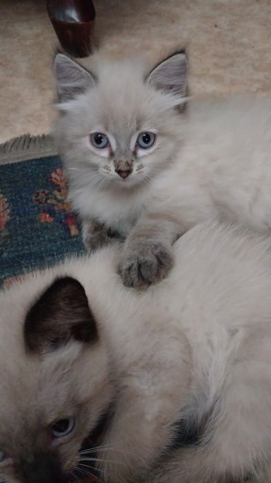 Продам котят породы Невская маскарадная.