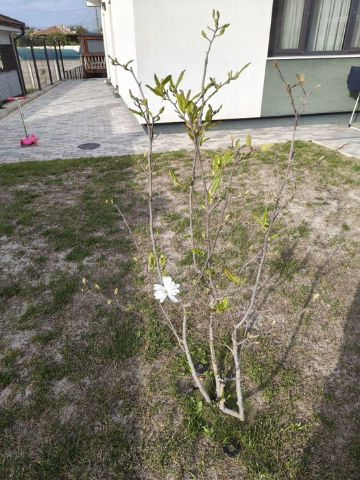 Magnoliu alb/ Magnolie alba