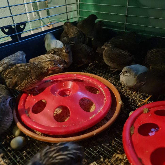 Prepelite chinezesti.