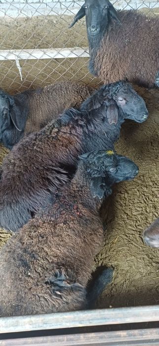 Қой сатылады семіз