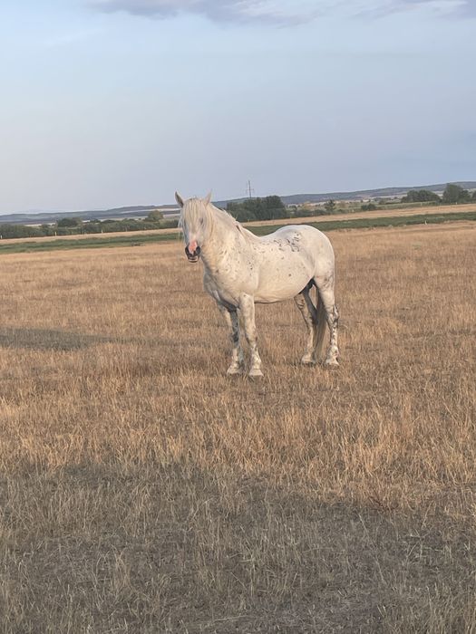 Vând , schimb armăsari