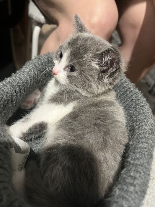 Отдам котенка в добрые руки